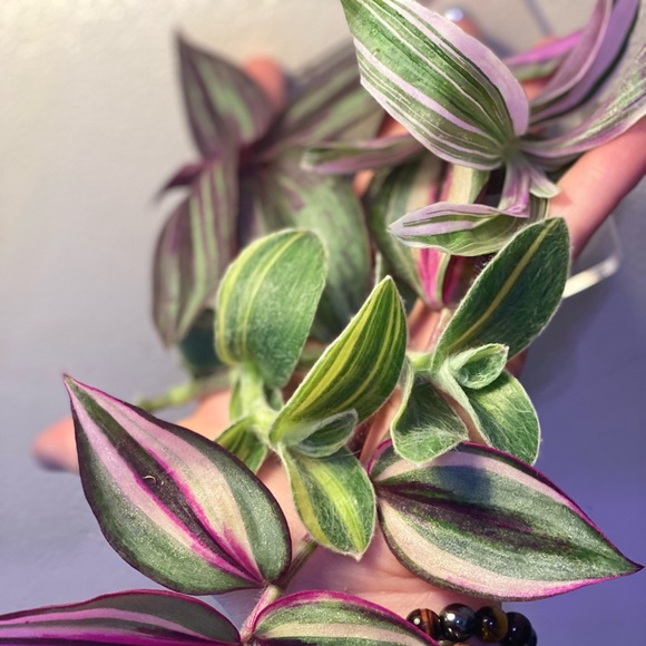 Rare tradescantia -pink dragon, variegated sillamontana, Evanesce, quadricolor - Picture 3 of 8
